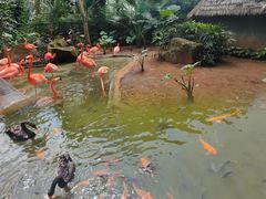 -海南热带野生动植物园