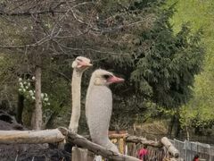 -青藏高原野生动物园