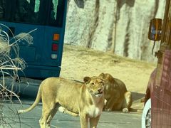 -北京野生动物园