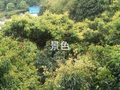 -鲤鱼塘农家山庄