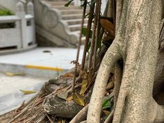 -南国桃园旅游度假区