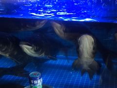 -姜君·千岛湖鱼头馆(浦东大道店)