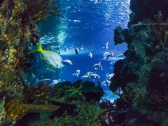 -上海海洋水族馆