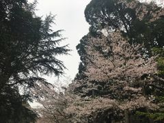 -武汉大学-樱园