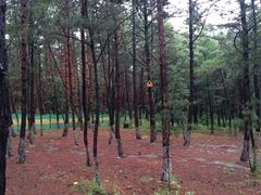 景点-帽儿山国家森林公园