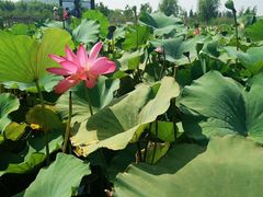 -羊亭河湿地公园