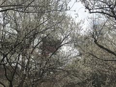 -杭州植物园