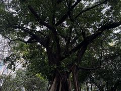 -柳侯公园