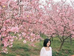 -天适樱花悠乐园