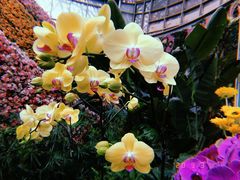 -花之城