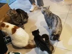 大堂-平行世界·猫咖(首经贸店)