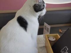 -喵园·猫主题咖啡厅·撸猫·猫咖(国贸店)