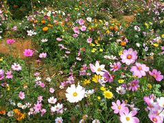 -松山湖梦幻百花洲