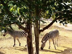 -石家庄市动物园