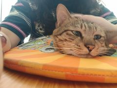 -瑞鹏宠物医院·骨科·猫科·内科(第一中心)