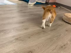 -浣熊柯尔鸭土拨鼠·电玩咖