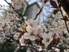 -木塔寺遗址生态公园