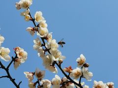 -香雪海