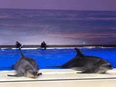 海豚表演-上海海昌海洋公园