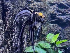 -上海海洋水族馆