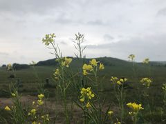 -乌兰布统草原