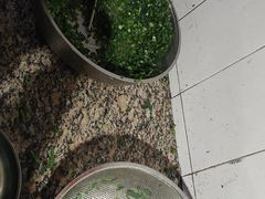 -正宗杨记普洱酸醋米线(总店)