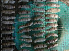 生晒濑尿虾干，肥………-浪琴湾尾角仔海鲜坊