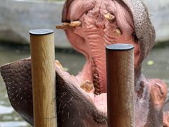 -常州淹城野生动物世界