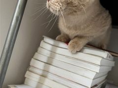 -东方名猫馆·英短金渐层布偶猫舍(环线广场1号楼店)