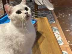-猫猫幼稚园·撸猫·桌游·电玩