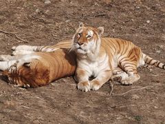 -西霞口神雕山野生动物世界