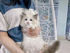 -喵百万·布偶·蓝金金渐层英短·猫舍(百子湾店)