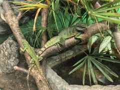 -上海大自然野生昆虫馆(东方明珠·爬宠昆虫探索中心)