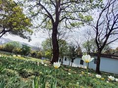 -无锡梅园公园