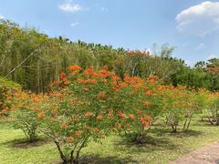 -中国科学院西双版纳热带植物园