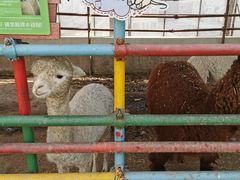 -南宫五洲植物乐园