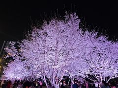 -西北湖绿化广场