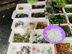 -清平路水族市场