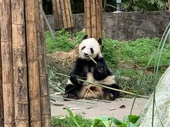 -都江堰中华大熊猫苑