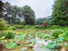 -铁山坪森林公园
