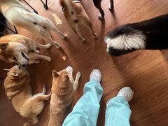 -柴犬高等学院·狗咖·柴犬售卖·宠物训练