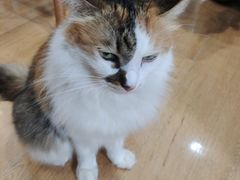 -是阿柴呀！柴犬咖啡·爱喵喵猫咖