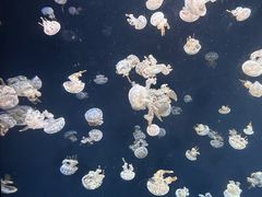 -新加坡海洋生态馆