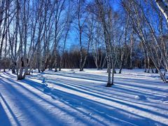 -乌兰布统景区-白桦林