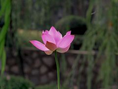 -莲湖公园
