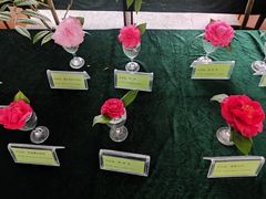 -金花茶公园