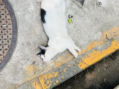 -鑫顺吉牛肉馆