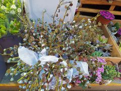 -循礼门鲜花花市(武汉循礼门店)