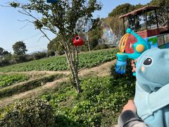 -苏州太湖西山岛开心农场