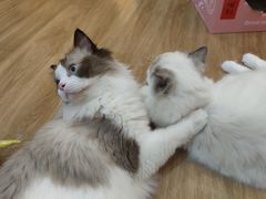 -滚猫咖啡·猫咖·猫友好撸猫(未来城店)